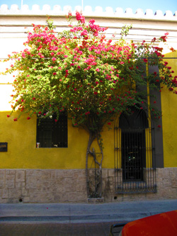 Flower on wall