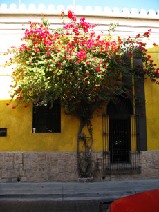 Flowering shrub