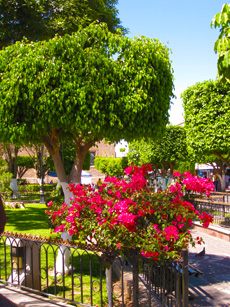 Jardin with flowers