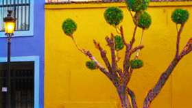Tree on yellow wall