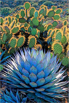 Blue Agave